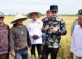 Petani Sragi Ubah Lahan Bekas Rob Jadi Sawah Produktif, Pemkab Lamsel Siapkan Biosalin Jadi Proyek Percontohan